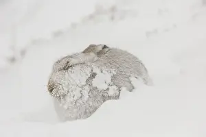 Pelage: Mountain Hare - adult hare in winter pelage -