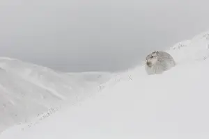 Pelage: Mountain Hare - adult hare in winter pelage -