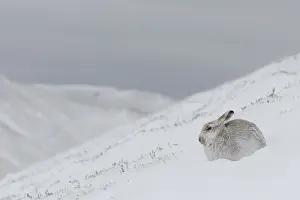 Pelage: Mountain Hare - adult hare in winter pelage -