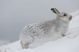 Pelage: Mountain Hare - adult hare in winter pelage -