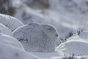 Pelage: Mountain Hare - adult hare in winter pelage -