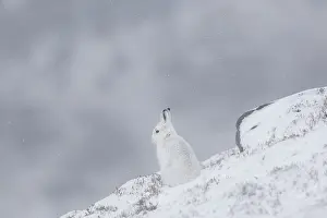 Pelage: Mountain Hare - adult hare in winter pelage -