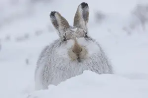 Pelage: Mountain Hare - adult hare in winter pelage -