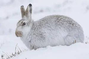 Pelage: Mountain Hare - adult hare in winter pelage -