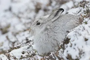 Hares: Mountain Hare - adult hare in winter pelage -
