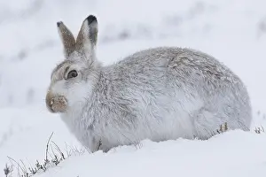 Hares: Mountain Hare - adult hare in winter pelage -