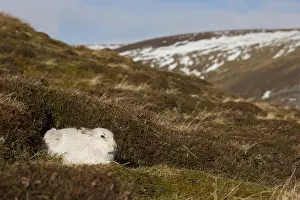 Pelage: Mountain Hare - adult hare in winter pelage - Cairngorms