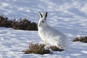 Pelage: Mountain Hare - adult hare in winter pelage - Cairngorms