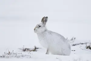 Hares: Mountain Hare - adult hare in winter pelage - Cairngorms