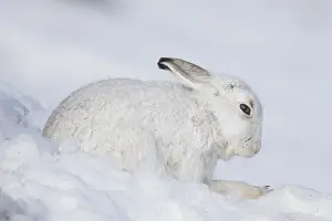 Cairngorms: Mountain Hare - adult hare in winter pelage - Cairngorms