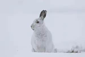 Cairngorms: Mountain Hare - adult hare in winter pelage - Cairngorms