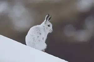 Cairngorms: Mountain Hare - adult hare in winter pelage - Cairngorms