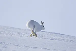 Pelage: Mountain Hare - adult hare in winter pelage running