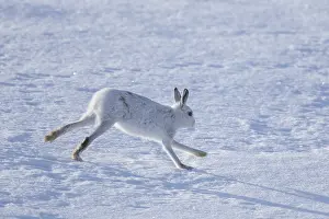Pelage: Mountain Hare - adult hare in winter pelage running
