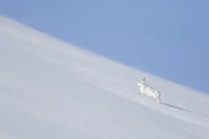 Pelage: Mountain Hare - adult hare in winter pelage running