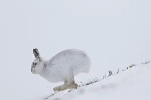 Pelage: Mountain Hare - adult hare in winter pelage running
