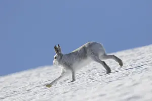 Pelage: Mountain Hare - adult hare in winter pelage running