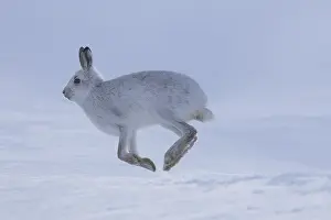 Pelage: Mountain Hare - adult hare in winter pelage running