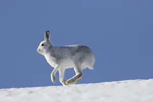 Hares: Mountain Hare - adult hare in winter pelage running