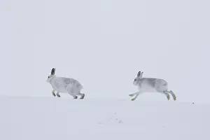 051118: Mountain Hare, - adult pair running in snow - Cairngorms