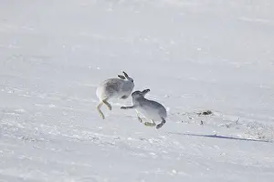 051118: Mountain Hare - female fighting off male - Cairngorms