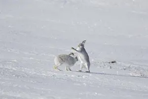 051118: Mountain Hare - female fighting off male - Cairngorms