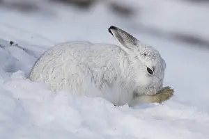 Pelage: Mountain Hare - grooming itself - Cairngorms National