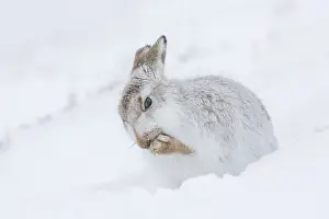 Pelage: Mountain Hare - grooming itself - Cairngorms National