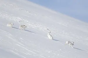 Pelage: Mountain Hare - hares in winter pelage - Cairngorms