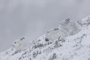 Pelage: Mountain Hare - hares in winter pelage - Cairngorms