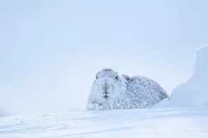 Hare: Mountain hare (Lepus timidus) adult animal on a