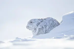 Timidus: Mountain hare (Lepus timidus) adult in it's winter