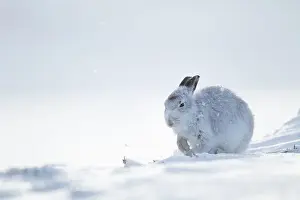 Timidus: Mountain hare (Lepus timidus), adult in snow, Scotland