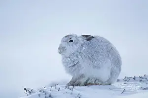 Timidus: Mountain hare (Lepus timidus), adult in snow, Scotland