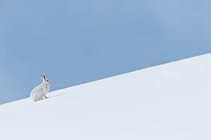 Pelage: Mountain Hare (Lepus timidus) - adult wiht winter