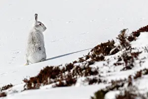 Pelage: Mountain Hare (Lepus timidus) - adult wiht winter