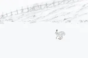 Pelage: Mountain Hare (Lepus timidus) - adult wiht winter
