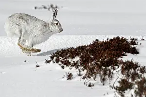 Pelage: Mountain Hare (Lepus timidus) - adult wiht winter