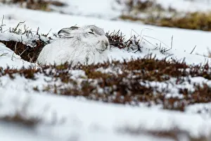 Pelage: Mountain Hare (Lepus timidus) - adult wiht winter