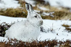 Pelage: Mountain Hare (Lepus timidus) - adult with winter