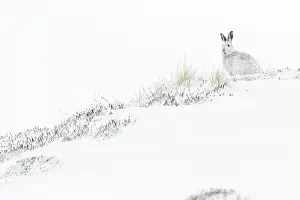 Pelage: Mountain Hare (Lepus timidus) - adult with winter