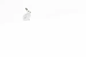 Pelage: Mountain Hare (Lepus timidus) - adult with winter