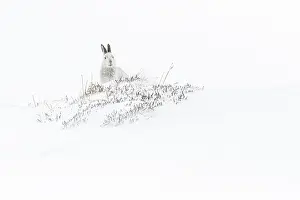 Pelage: Mountain Hare (Lepus timidus) - adult with winter
