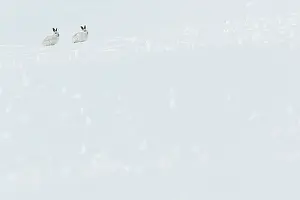 Pelage: Mountain Hare (Lepus timidus) - adults with winter