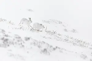 Pelage: Mountain Hare (Lepus timidus) - adults with winter