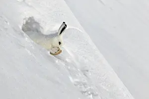 Whisper: Mountain Hare (Lepus timidus) at covert in white