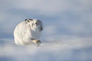 Chill: Mountain Hare (Lepus timidus) digs for Heather on
