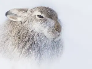 Chill: A Mountain Hare (Lepus timidus) endures blistering