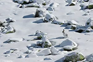 Timidus: Mountain Hare ( Lepus timidus ) in intermediate