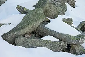 Intermediate: Mountain hare (Lepus timidus) moulting winter in